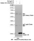 Histone H3 (10A10) Mouse mAb ABZ3925