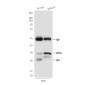 RPS6 (7B10) Mouse mAb ABZ3928