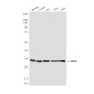 RPS6 (7B10) Mouse mAb ABZ3928