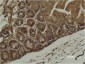 alpha Smooth Muscle Actin (3G2) Mouse mAb ABZ3929