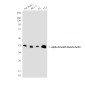 alpha Smooth Muscle Actin (3G2) Mouse mAb ABZ3929