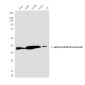 alpha Smooth Muscle Actin (3G2) Mouse mAb ABZ3929