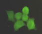 PP1C alpha (1C11) Mouse mAb ABZ3930