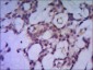PP1C alpha (1C11) Mouse mAb ABZ3930
