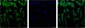 eIF4A1 (6D7) Mouse mAb ABZ3933
