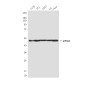 eIF4A1 (6D7) Mouse mAb ABZ3933