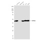 eIF4A1 (6D7) Mouse mAb ABZ3933