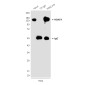 HDAC4 (4A3) Mouse mAb ABZ3937