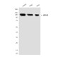 HDAC4 (4A3) Mouse mAb ABZ3937