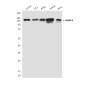 HDAC4 (4A3) Mouse mAb ABZ3937