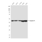 Caspase 9 (1D1) Mouse mAb ABZ3938