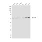 hHR23B (5H1) Mouse mAb ABZ3939