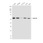 hHR23B (5H1) Mouse mAb ABZ3939