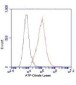 ATP Citrate Lyase (3D9) Mouse mAb ABZ3940
