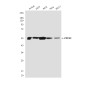PP-T Mouse mAb ABZ3941