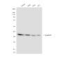 Cyclin H (1A7) Mouse mAb ABZ3946