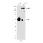 BRG1 (4E11) Mouse mAb ABZ3948