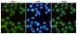 BRG1 (6D7) Mouse mAb ABZ3949