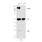 BRG1 (6D7) Mouse mAb ABZ3949