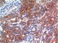 GSK3 beta (9F9) Mouse mAb ABZ3950