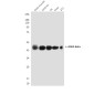 GSK3 beta (9F9) Mouse mAb ABZ3950