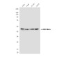 GSK3 beta (9F9) Mouse mAb ABZ3950