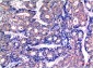 GSK3 beta (9B1) Mouse mAb ABZ3951
