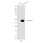 GSK3 beta (2E6) Mouse mAb ABZ3952