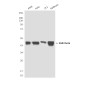 GSK3 beta (2E6) Mouse mAb ABZ3952