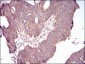 GSK3 beta Mouse mAb ABZ3953