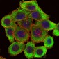 PINCH (3C12) Mouse mAb ABZ3958