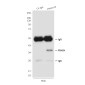 PINCH (3C12) Mouse mAb ABZ3958