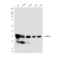 PINCH (3C12) Mouse mAb ABZ3958