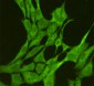 JNK1 (1A4) Mouse mAb ABZ3961