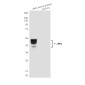 JNK1 (1A4) Mouse mAb ABZ3961