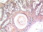 Caspase 3 (5H3) Mouse mAb ABZ3966
