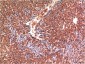 Caspase 3 (5H3) Mouse mAb ABZ3966