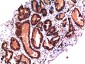 Caspase 3 (1B10) Mouse mAb ABZ3967