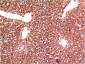 Caspase 3 (1B10) Mouse mAb ABZ3967