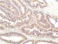 STAT1 (10F1) Mouse mAb ABZ3970