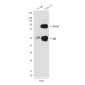 STAT1 (6C2) Mouse mAb ABZ3971