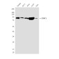 STAT1 (6C2) Mouse mAb ABZ3971