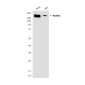 KDM5C (2E4) Mouse mAb ABZ3972