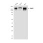KDM5C (2E4) Mouse mAb ABZ3972