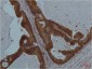 STAT3 (6H10) Mouse mAb ABZ3973
