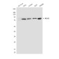 MLH1 (4C1) Mouse mAb ABZ3975