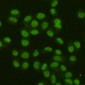 FEN1 (7H8) Mouse mAb ABZ3976