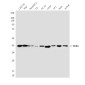 FEN1 (7H8) Mouse mAb ABZ3976