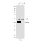 FEN1 (1E7) Mouse mAb ABZ3977