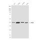 FEN1 (1E7) Mouse mAb ABZ3977